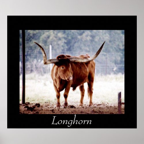 Longhorn Poster