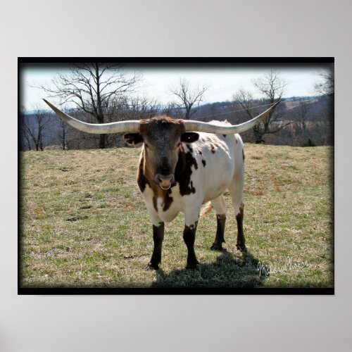 Longhorn Steer 2 _choose size  canvas Poster