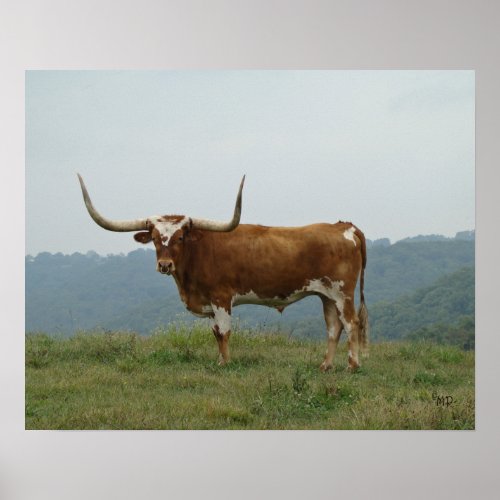 Longhorn Steer in the Ozarks_ choose size  canvas Poster