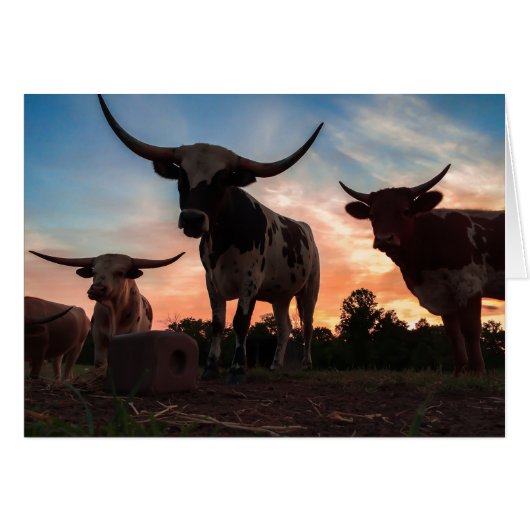 Longhorn Sunset Cards (Front Horizontal)
