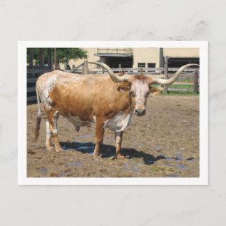 Longhorns are Friends, Not Food (color) Postcard