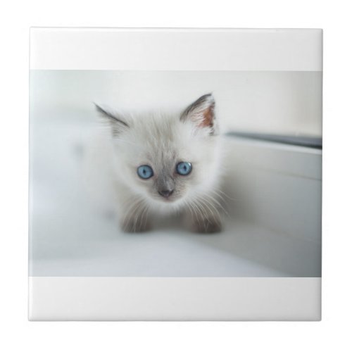 Longing for you Lost white Kitten with blue Eyes Ceramic Tile