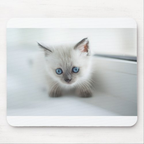 Longing for you Lost white Kitten with blue Eyes Mouse Pad