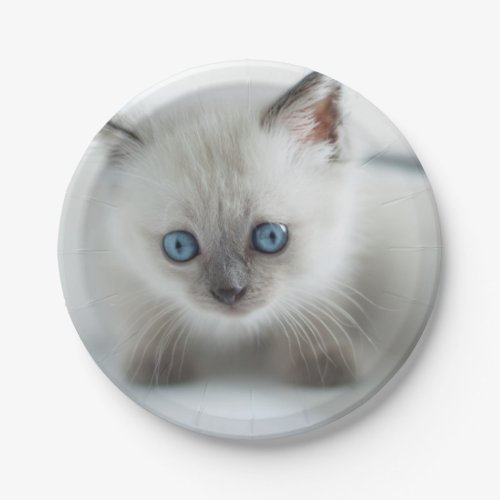 Longing for you Lost white Kitten with blue Eyes Paper Plates