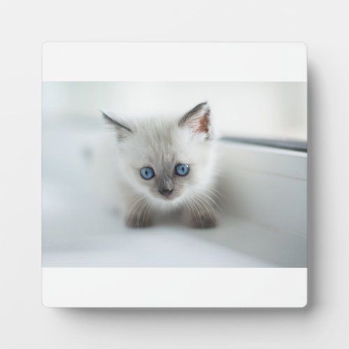 Longing for you Lost white Kitten with blue Eyes Plaque