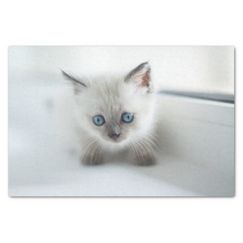 Longing for you Lost white Kitten with blue Eyes Tissue Paper