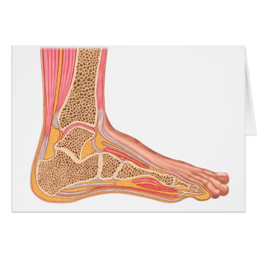Longitudinal Section Of Human Foot Cards (Front Horizontal)