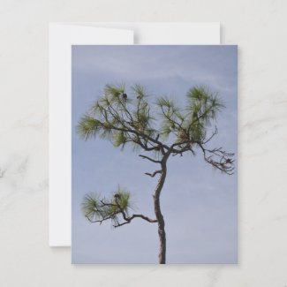 Longleaf Pine Against Blue Sky in the Everglades