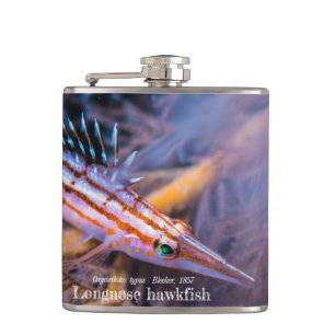 Longnose hawkfish flask