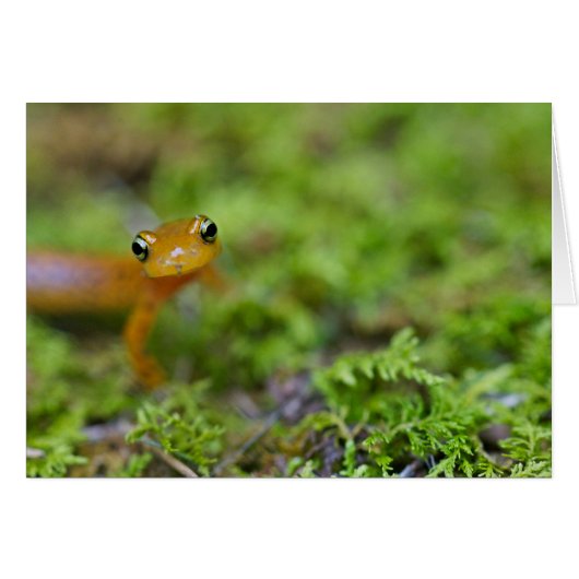 Longtail salamander face cards (Front Horizontal)