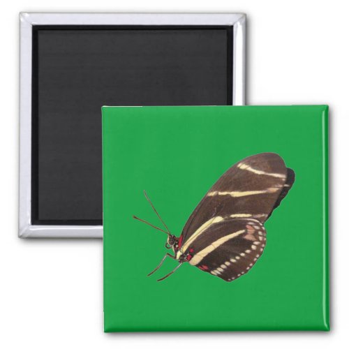 Longwing Zebra Butterfly Magnet