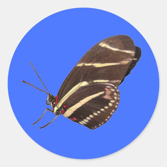 Longwing Zebra Butterfly of Florida Classic Round Sticker (Front)