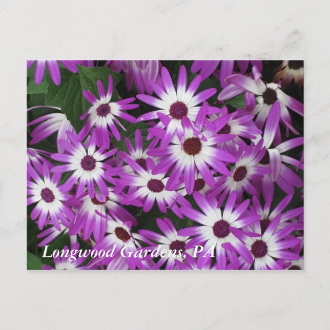 Longwood Gardens, PA Postcard (Front)