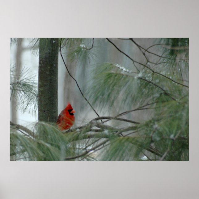Lonley Cardinal Poster (Front)