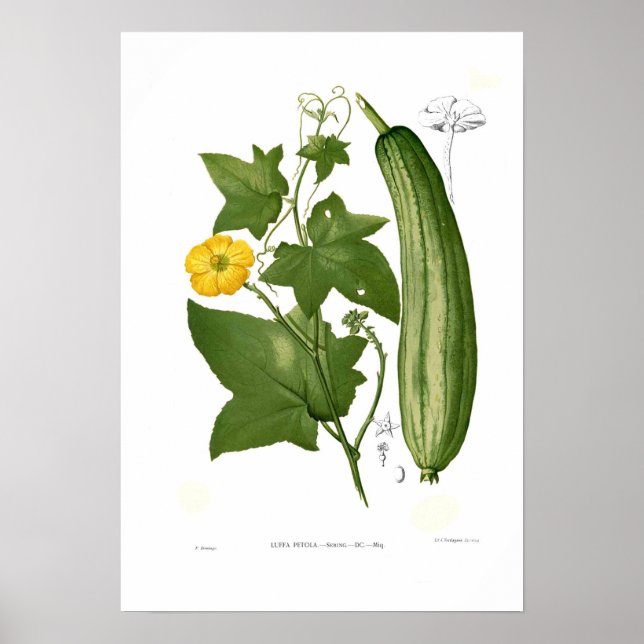 Loofah Poster (Front)