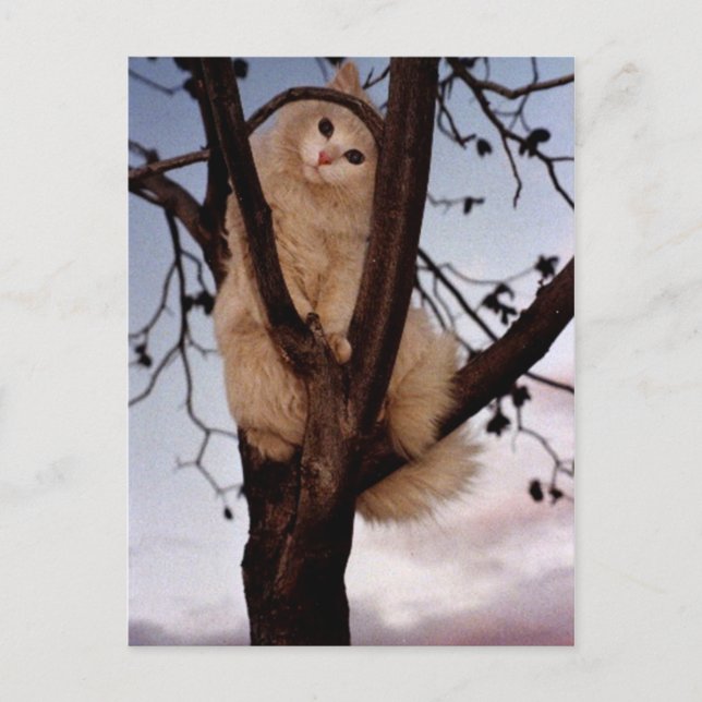 Look At me! Postcard (Front)