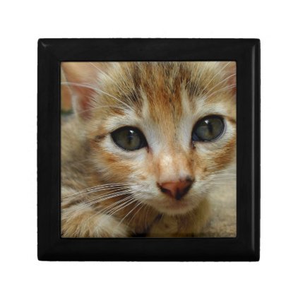 Look at me! Sweet tigered Kitten Gift Box