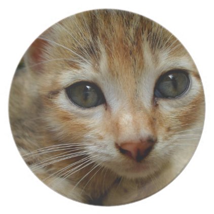 Look at me! Sweet tigered Kitten Melamine Plate