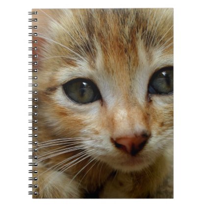 Look at me! Sweet tigered Kitten Notebook