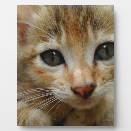 Look at me! Sweet tigered Kitten Plaque