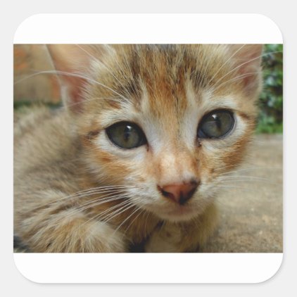 Look at me! Sweet tigered Kitten Square Sticker