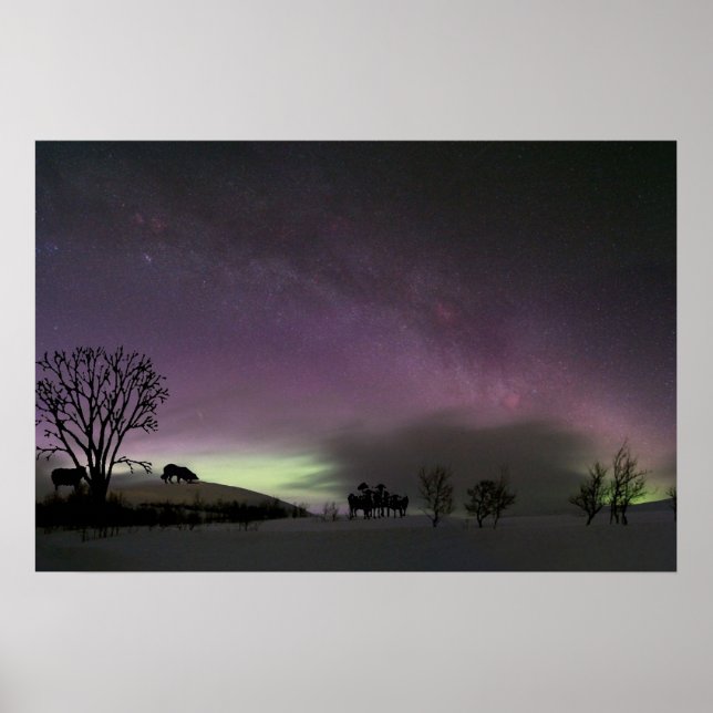 Look Back. Border Collie Poster (Front)