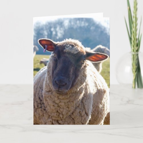 Look Into My Eyes Sheep Greetings Card