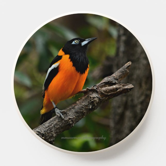 Look to the Sky PopSocket (Popsocket)