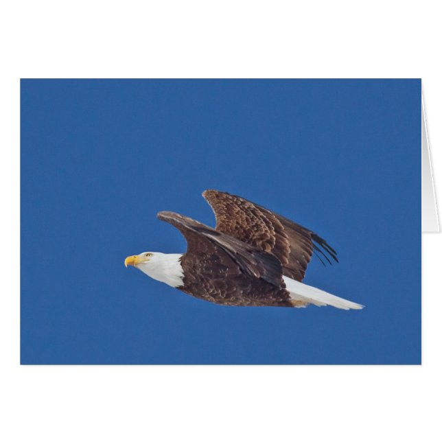 Look Up, Bald Eagle Cards (Front Horizontal)