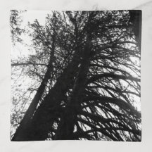 Look up in the trees ceramic tile