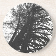 Look up in the trees