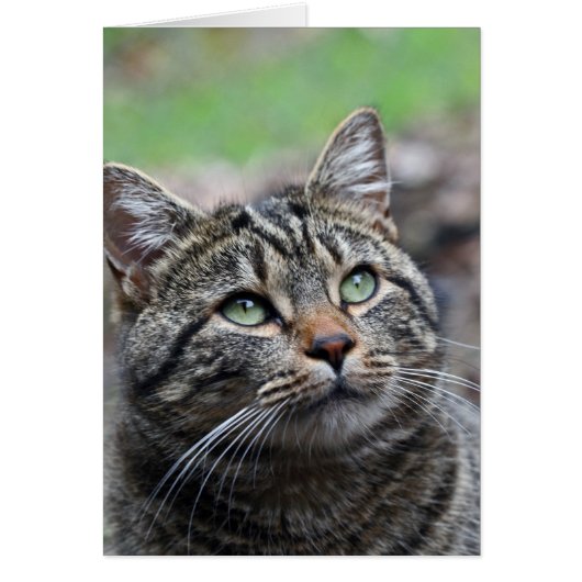 Look up there, Standard white envelopes included (Front)