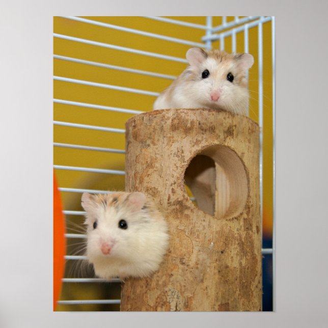 Look, who's staring at you? (poster) poster (Front)