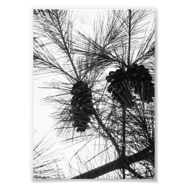 Lookin' Up Photo Print (Front)