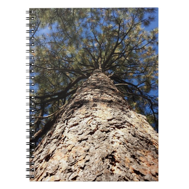 Looking at Sky through Pine Boughs Notebook (Front)
