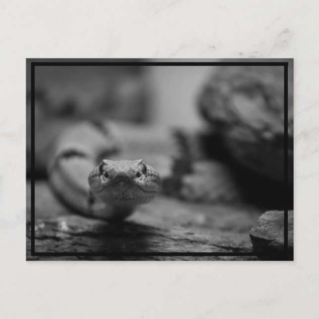 looking at you! postcard (Front)