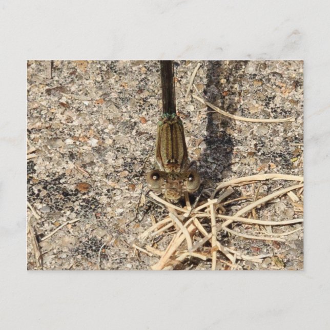 Looking at You Postcard (Front)