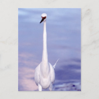 Looking at you postcard