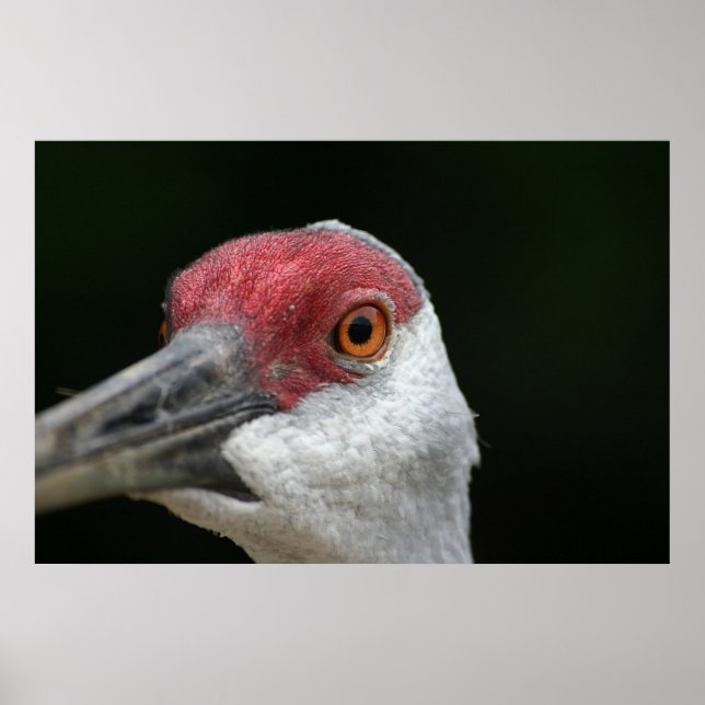 Looking at you [Sandhill Crane] Poster (Front)