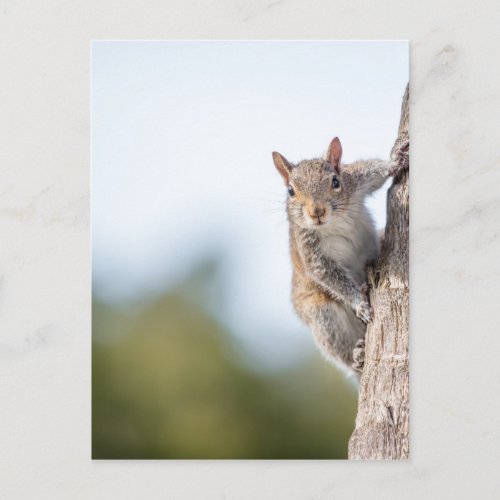 Looking at You Squirrel Postcard