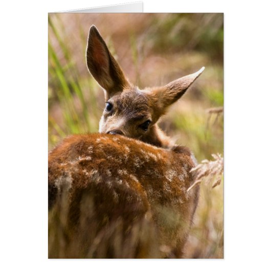 Looking Back (Front)