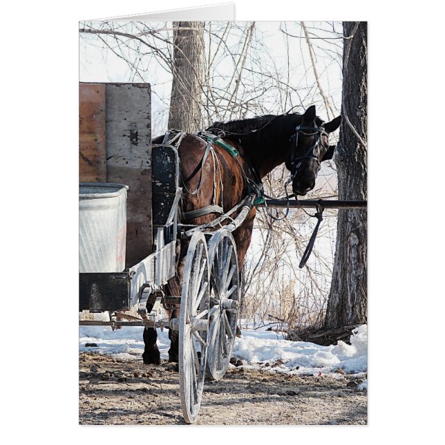 Looking Back Amish Horse All Occasions Greeting Ca (Front)