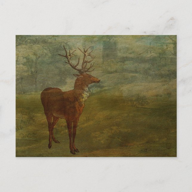 Looking for Landseer Postcard (Front)