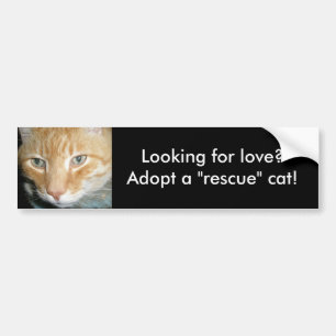 Looking for love?Adopt a Rescue Cat Bumper Sticker