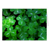 Looking for Luck (Front Horizontal)