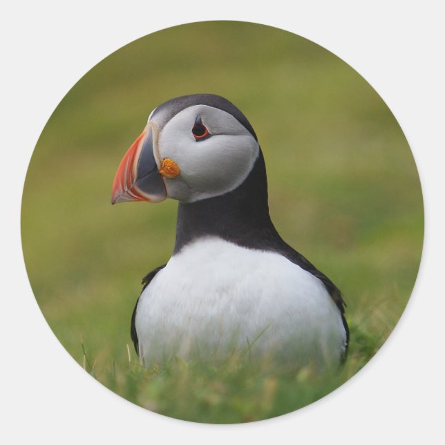 Looking for the Burrow Puffin Classic Round Sticker (Front)