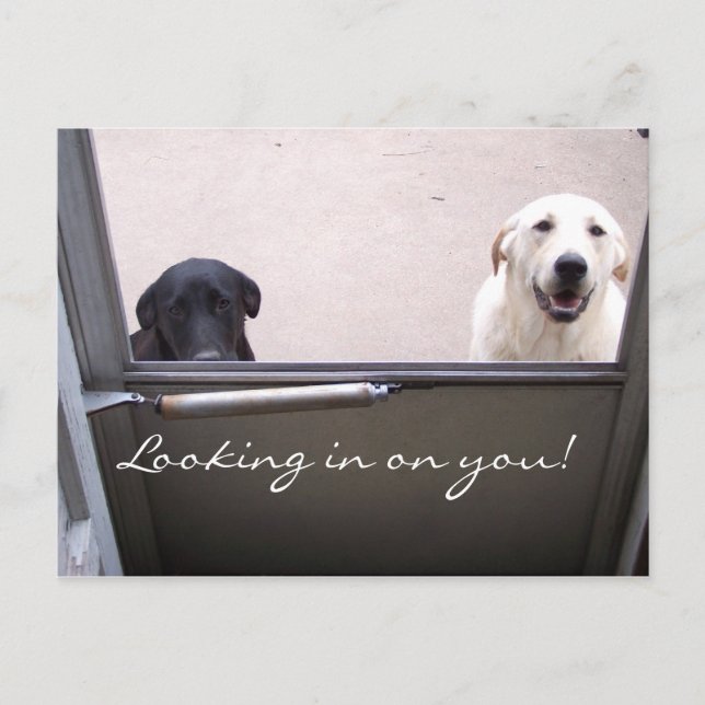 Looking in on you! postcard (Front)