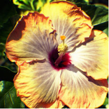 Looking inside the Peach and Yellow Flower