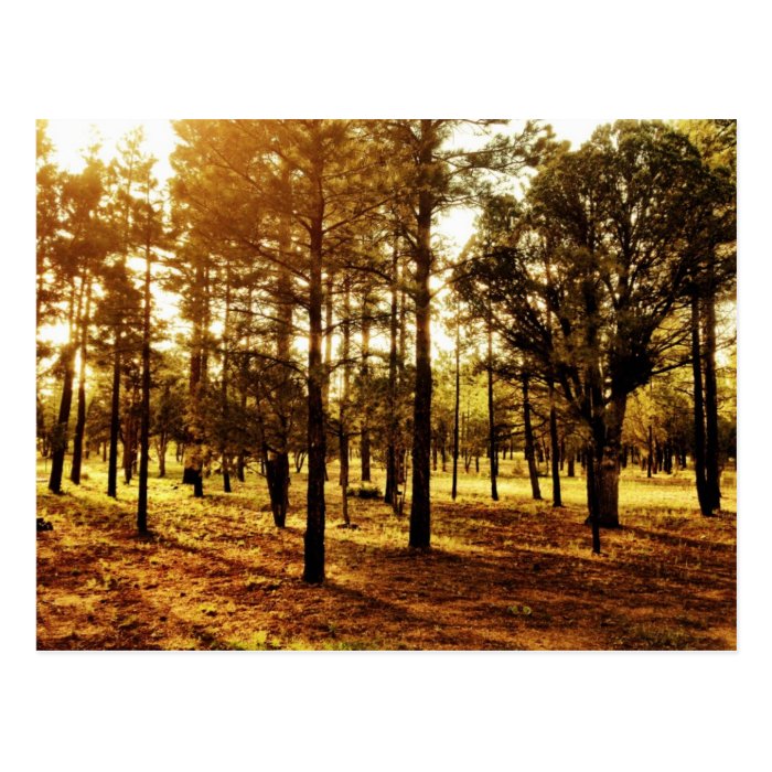 Looking into the Forest at Sunset Postcard