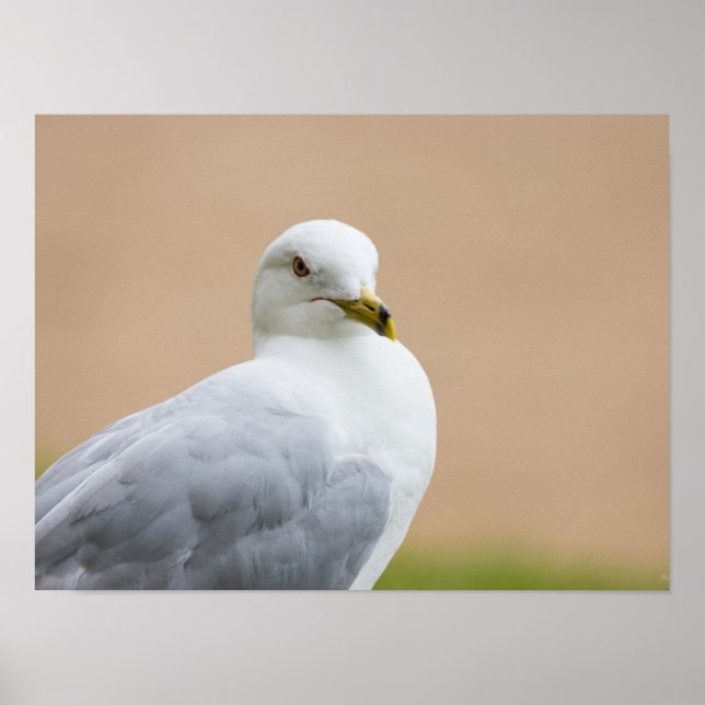 Looking Out Poster (Front)